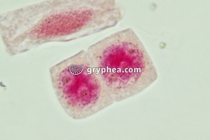 Mitose cellules de racine d'Ail - Cellules-filles x800 - gryphea.com